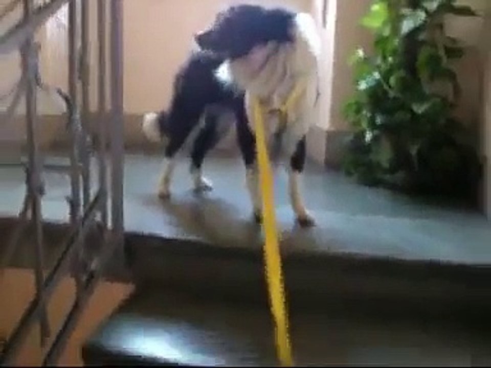 RANDAGI.ORG - ADOTTATO - Adamo, simil Border Collie intelligentissimo