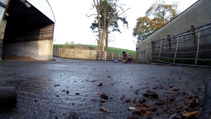 Air Rifle Hunting, Farm Yard Vermin Control 23