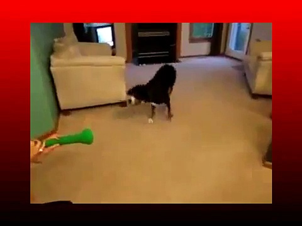 Dog Vuvuzela - New Funny Animal Video