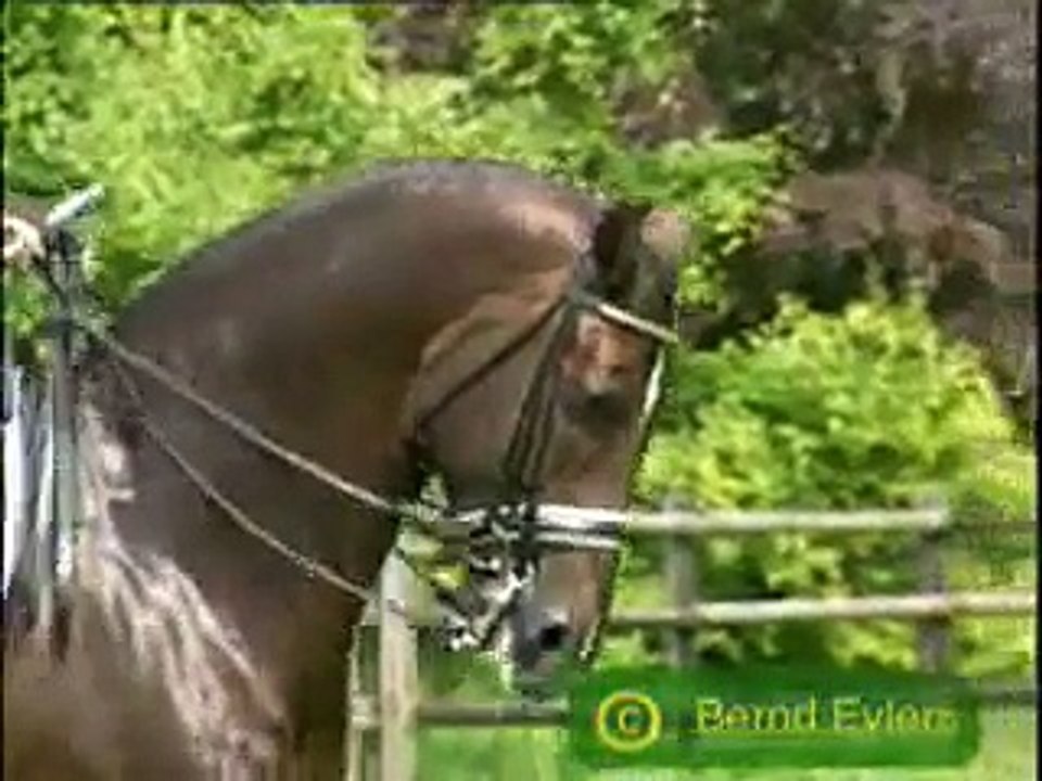 Dressage
