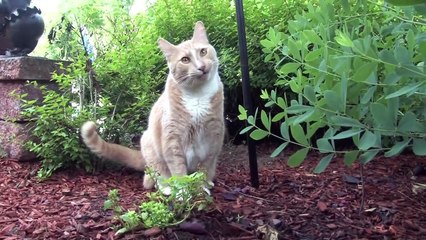The Honey Hunt -- Cat Clips #293