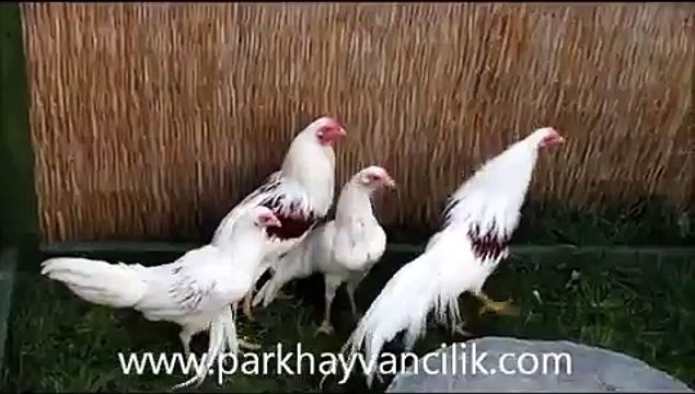 yokohama tavuk ve Horozları ( yokohama chicken )
