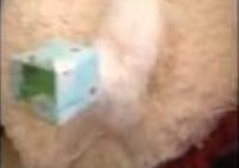 Puppy Gets Head Stuck in Tissue Box