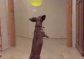 Ammo the Dachshund Attacks Some Balloons