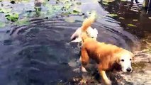 Golden Retriever Puppy learns to swim from the big dogs