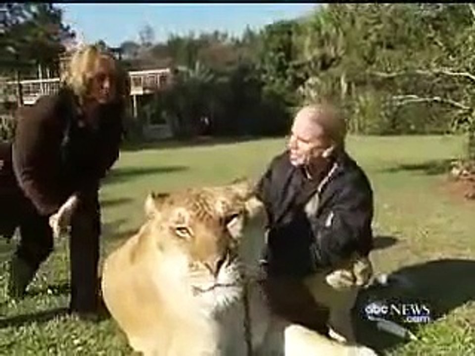 ABC Nightline - Featuring Hercules the Liger