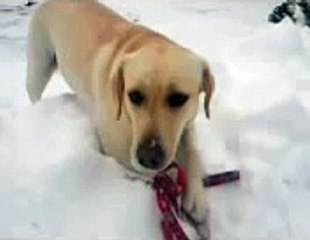 PF 2011 - Asistenční pes Mendy