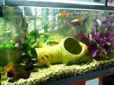 Clown loach and Plecostomus fish tank