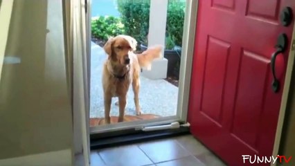 Cute Dogs vs. Imaginary Doors' Compilation 2015 - FunnyTV