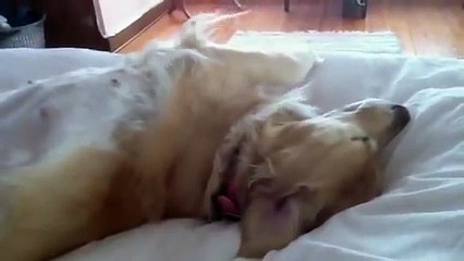Pregnant golden retriever - Lily sleeping on bed with fan b