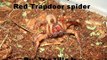 INFO: Ctenolophus sp. red - Red trapdoor spider - Info