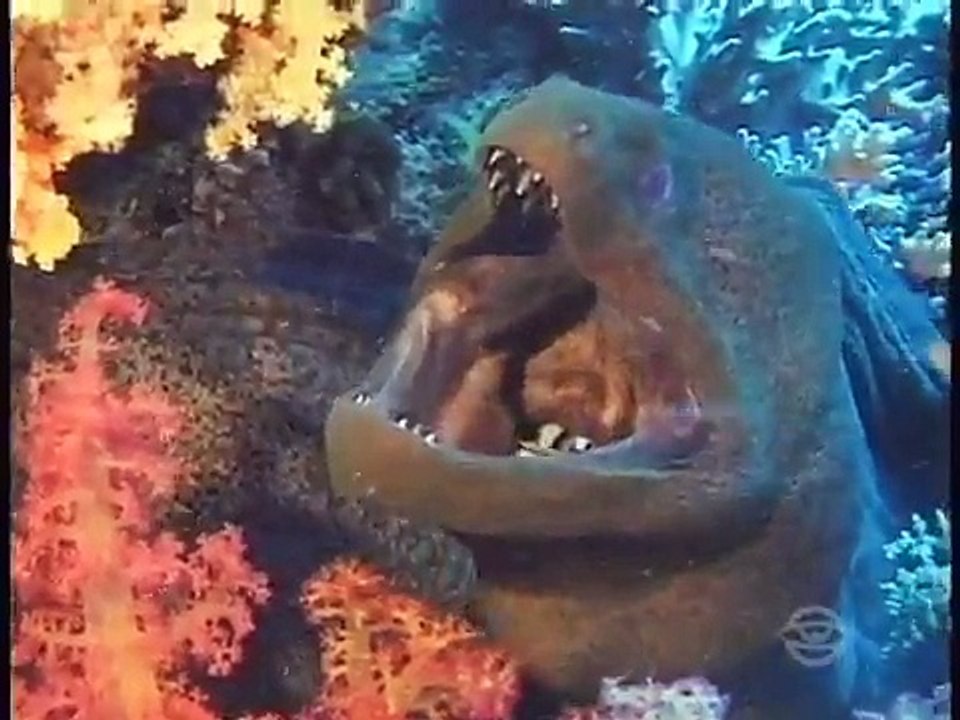 CARNIVAL OF ANIMALS - IL CARNEVALE DEGLI ANIMALI