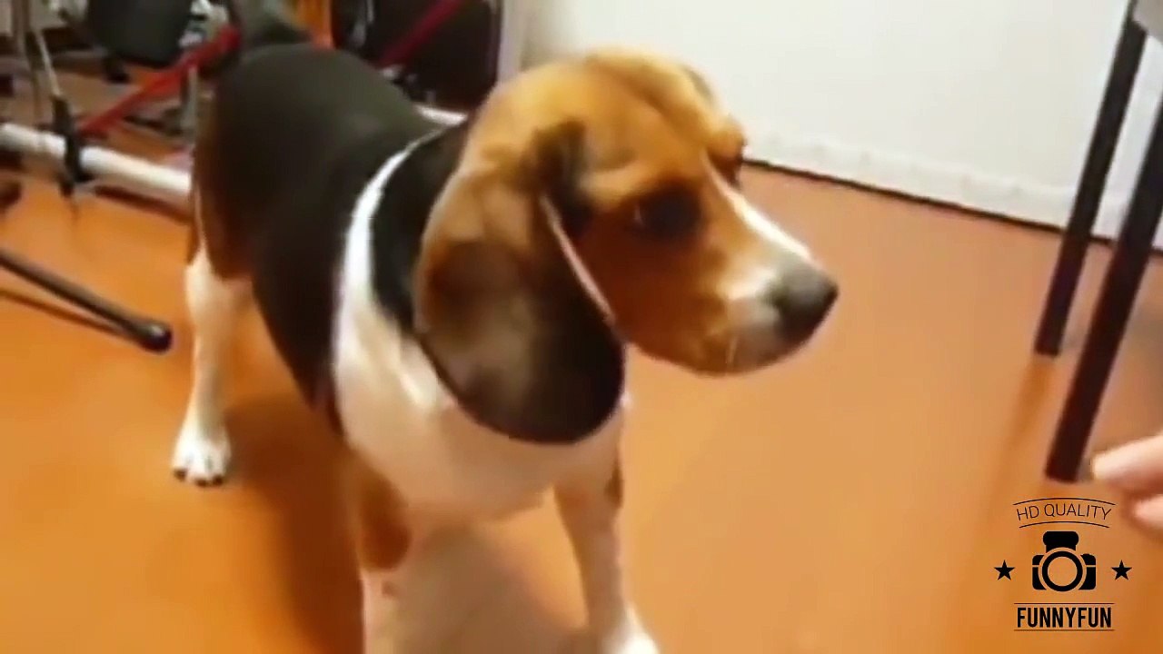 Best Of Funny Dog Videos Part #1