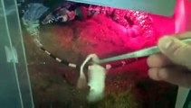 Argentine Blue tegu   ball python feeding