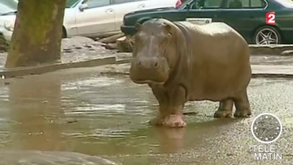 Sans frontières - Géorgie : l'incroyable aventure des animaux du zoo de Tbilissi - 20150625