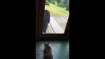 House Cat scaring big black Bear through the window