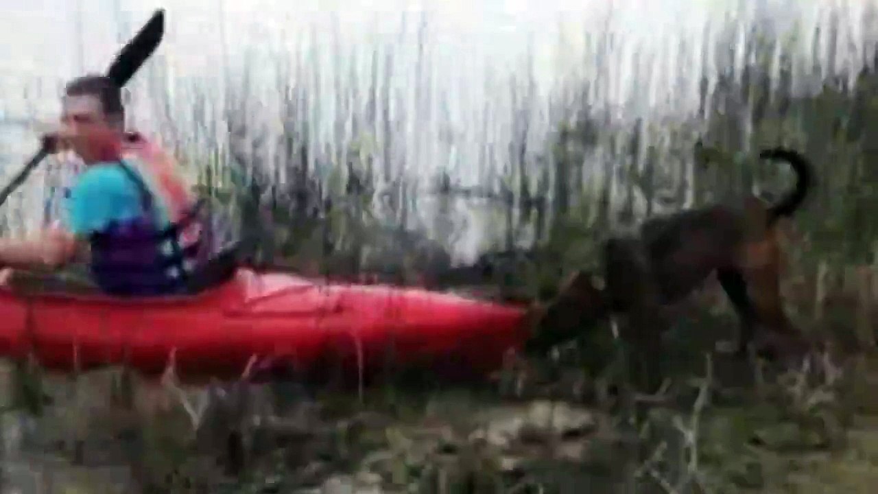 Un chien empêche son maître de prendre l'eau avec son canoé kayak