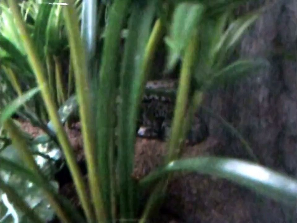 Visites "reptiliennes" chez des amis terrariophiles allemands (août 2011)