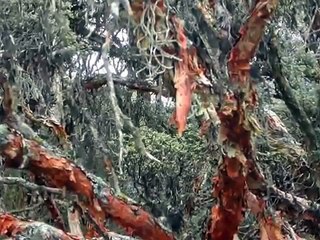 Cajas - Equador - 15 agost