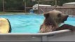 Bear Cooling Off In A Swimming Pool is so funny!