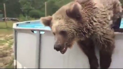 Download Video: Cet ours vient se rafraichir dans la piscine