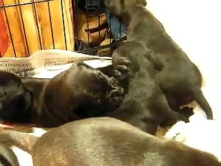 Sasha's Staffy pups at 3 weeks old, it's playtime!