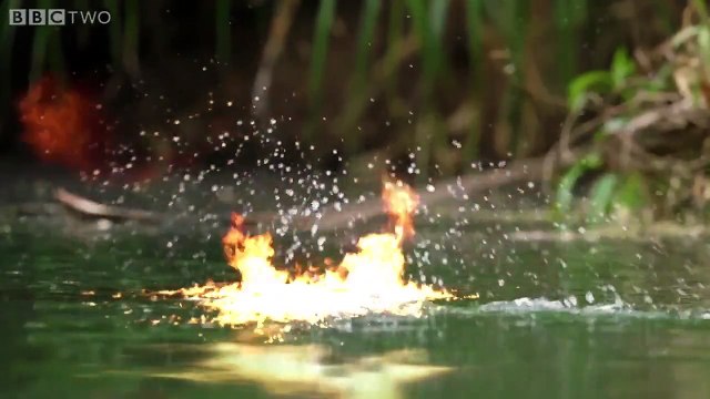 Un crocodile affronte des chauves-souris géantes avec un sabre laser