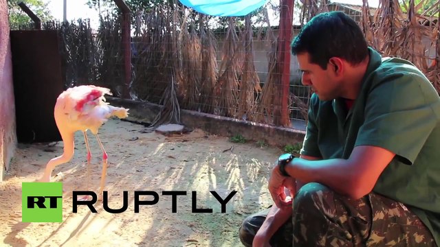 Un flamant rose apprend à marcher avec sa nouvelle prothèse de patte