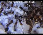 Feuerameisen Ameisen Tiere Animals Natur SelMcKenzie Selzer-McKenzie