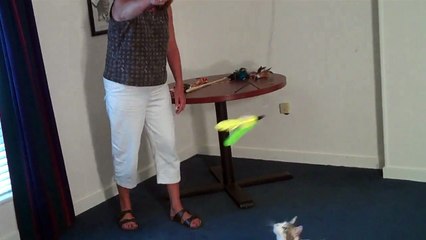 How to Play With Your Cat Using Interactive Cat Toys