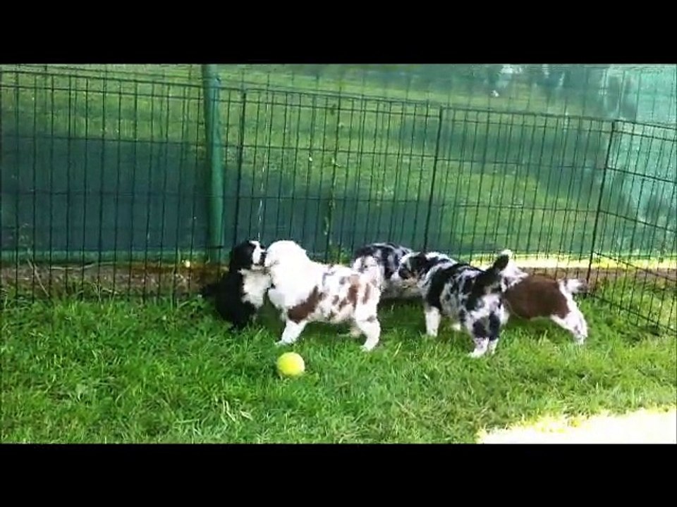 Chiots DixieXBud 1 mois