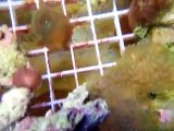 HUGE Salt Water reef aquarium 1200 gallon soft coral collection