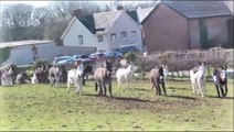 Spring donkey turnout at Woods Farm - The Donkey Sanctuary