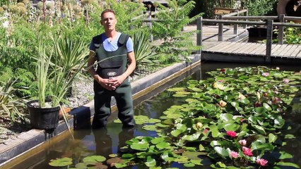 Ca jardine aux Martels aux mois de Juin - Spécial plantes aquatiques