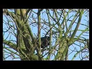 Rooks