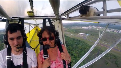 cat stars become stowaways Meow brave finish flight
