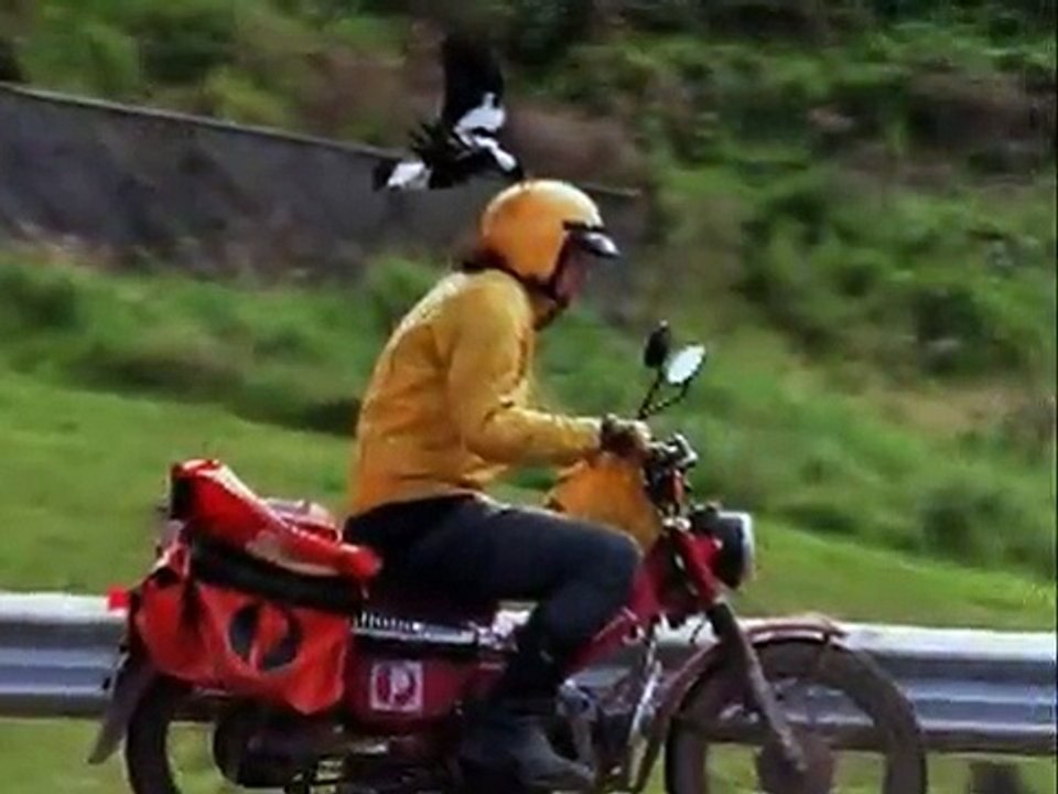 Birds Attack People