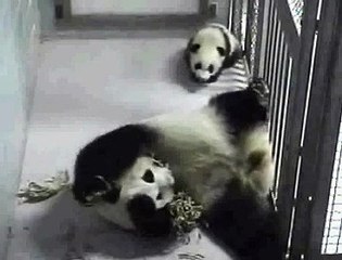 Lun Lun enjoys the Scent!