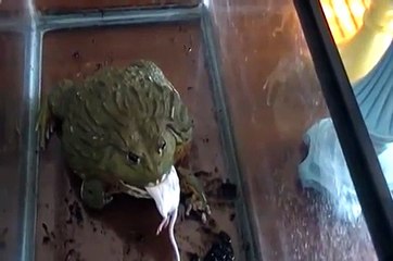 African Bullfrog "Mr. Pickles" eating again and again