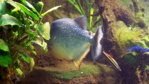 [HD] Red Belly Piranha / Roter Piranha - Pygocentrus Nattereri