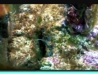 Como se reproducen las estrellas de mar_0001.wmv