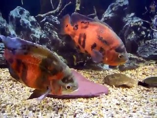 Chita despues de los tratamientos con Pluto. Чита после лечения с Плуто.