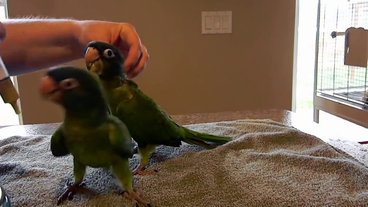 Blue Crown Conure babies www.exoticparrots4sale.com