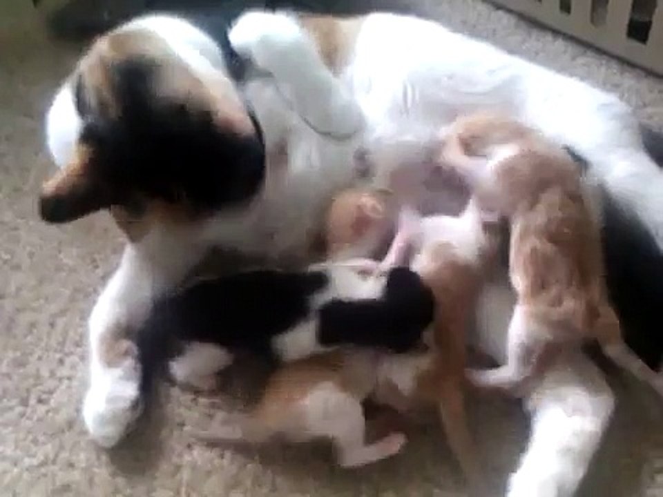 5 cute newborn kittens fighting for milk! So funny!