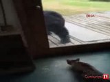 Kedinin öfkesi ayıyı korkuttu