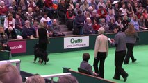 Obedience Dog Championships - Day 3 - Crufts 2013 (Geraldine Steadman & Nobite Defense of the Realm)