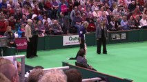 Obedience Dog Championships - Day 3 - Crufts 2013 (Janet Matthews & Croftmist Rivers of Krismoss)