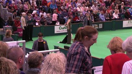 Obedience Dog Championships - Day 3 - Crufts 2013 (Suzy Tooley & Woughstock Wynesome Hartze)