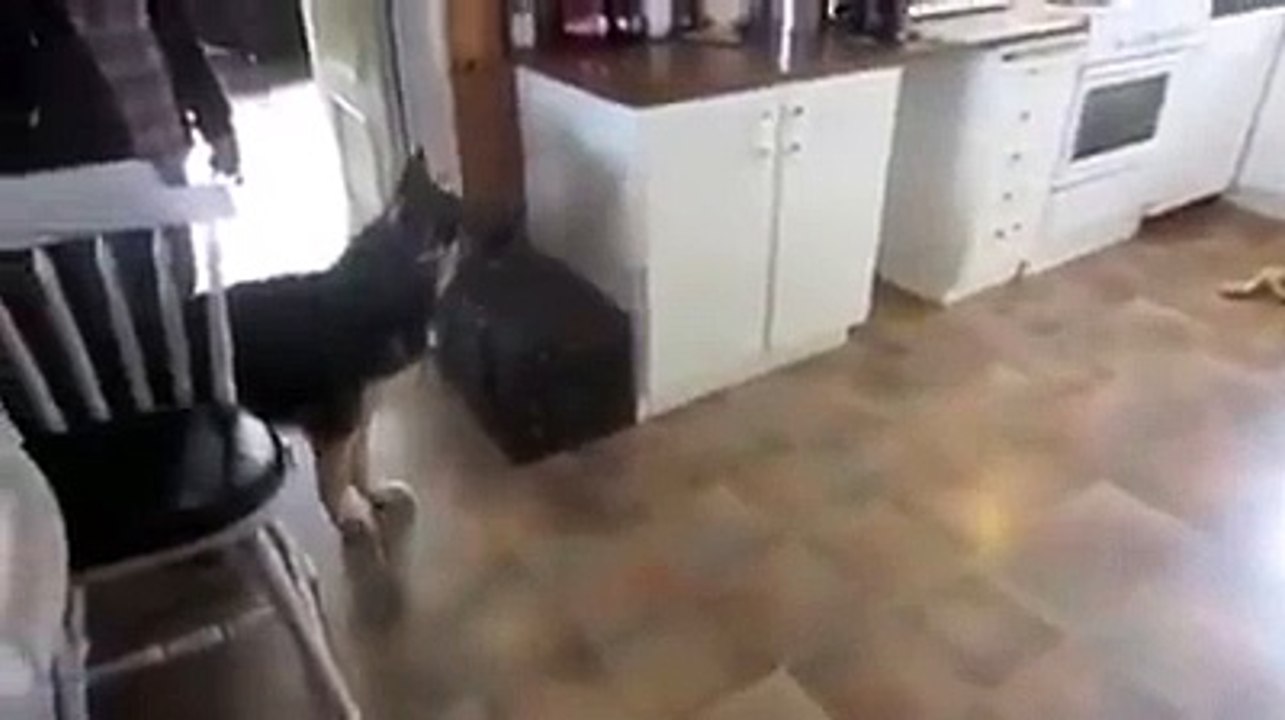 Dog and Tiger