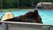 Insolite: un ours adorable se jette dans une piscine